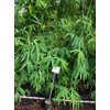 Dendrocalamus giganteus – Giant Timber Clumping Bamboo Plant