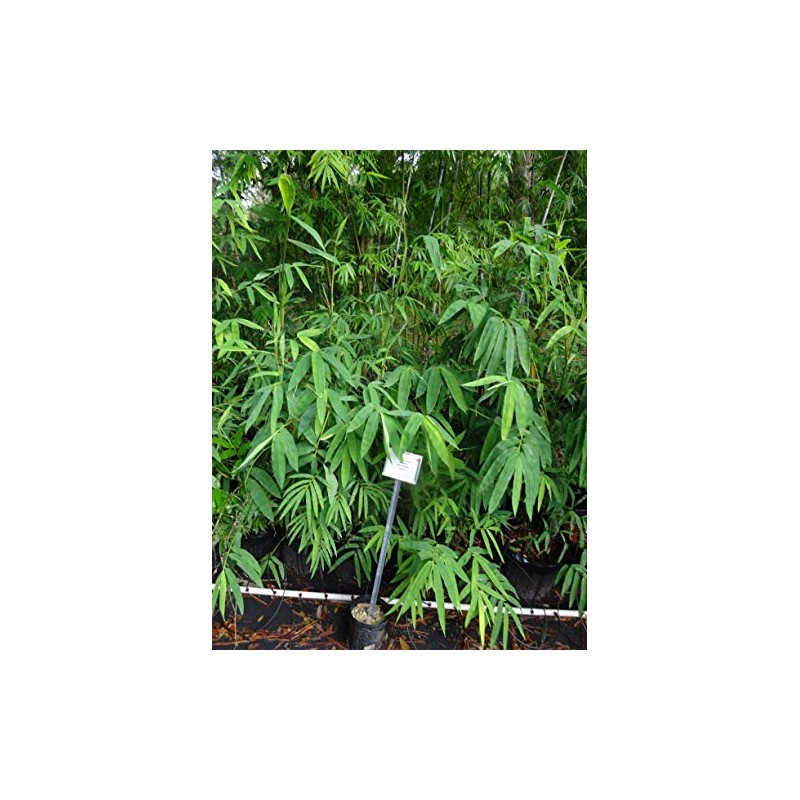 Dendrocalamus giganteus – Giant Timber Clumping Bamboo Plant
