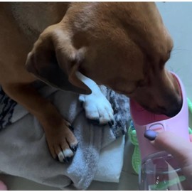 Portable Dog Water Bottle, Portable Dog Water Dispenser with Leak - Proof Function | 12oz Dog Water Bottle for Canines of All Sizes, Ideal for Travel and Outdoor Use (Pink)