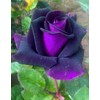 Bonsai Germany Rare Purple Roses 30Pcs Dragon Rose Heirloom Seeds