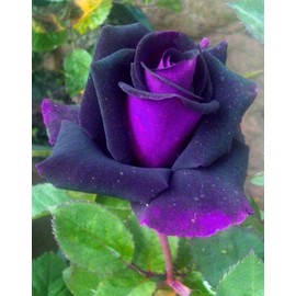 Bonsai Germany Rare Purple Roses 30Pcs Dragon Rose Heirloom Seeds Flowering Plants