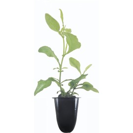 Plumbago Imperial Blue Plants | 20 Live Seedlings | Plumbago Auriculata | Perfect for Bright Garden Displays | Hardy & Low Maintenance