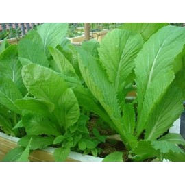 1 packet (500+ seeds) - Chinese Mustard - Small Gai Choi - Cai Be Xanh - Seeds