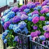 30pcs Blue Pink Purple Hydrangea - Beautiful and Hardy Perennial