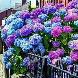 30pcs Blue Pink Purple Hydrangea - Beautiful and Hardy Perennial Flowers for Your Garden