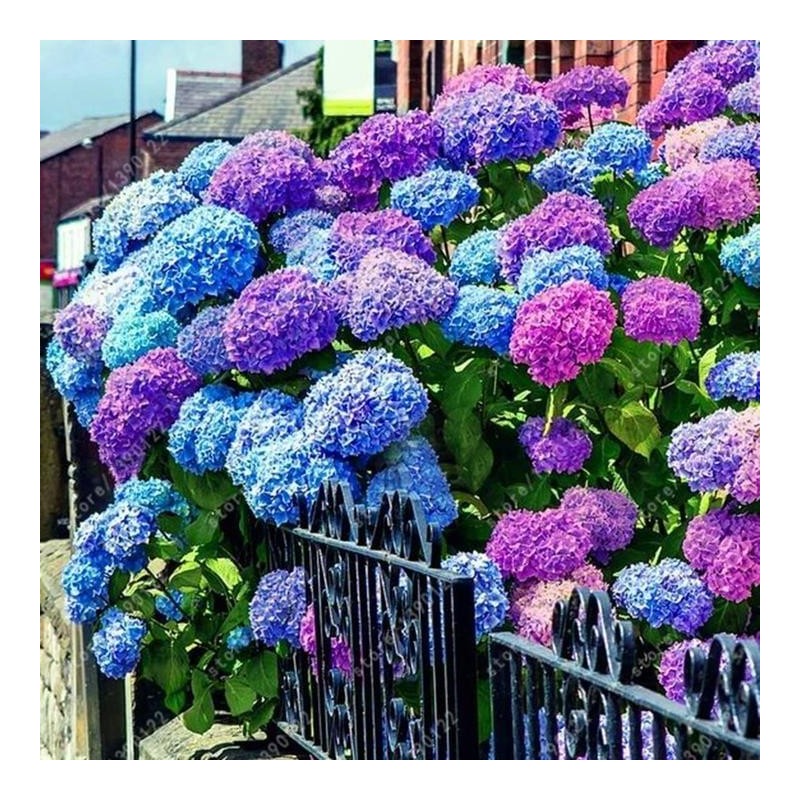 30pcs Blue Pink Purple Hydrangea - Beautiful and Hardy Perennial