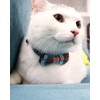 Joytale Upgraded Cat Collar with Bells, Breakaway Cat Collars with