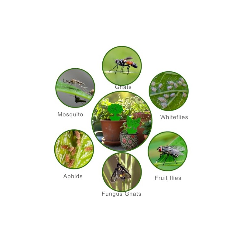 Boromine Fruit Fly Traps - 60 Pack Non-Toxic Green Stick