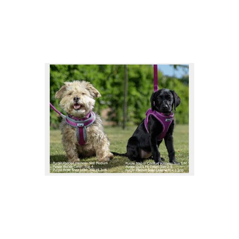 Ancol Viva Comfortable Durable Safe Weatherproof Purple Dogs Buckle Collar