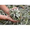Large Xerographica Air Plants 5 to 7 Inch Wide -