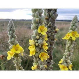 Mullein Leaf Tea, Herb for Respiratory Support, Mucous Membranes, Lung Cleanse and Detox| Dried Leaves Blend, Cut and Sifted| Made in USA (4 OZ)