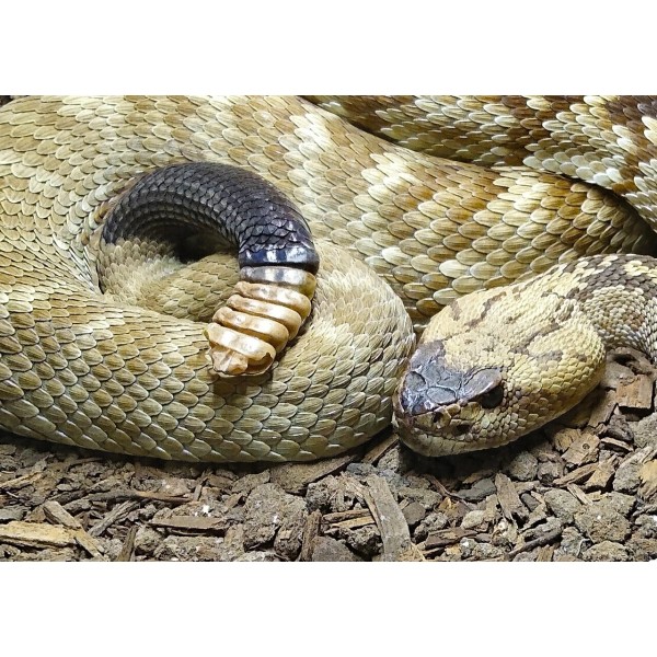 Black-Tailed Rattlesnake - 3D Lenticular Postcard Greeting Card