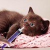 5 Sets Puppy Kitten Feeding Tube Kit Includes 10 pcs