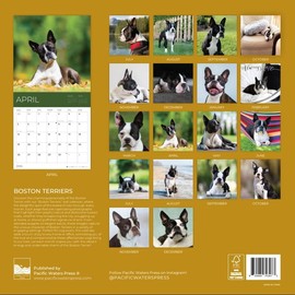July 2025- December 2026 Wall Calendar 18 Month | 12" x 24" Open | Giftable Dog Calendar 2026 | Thick & Sturdy Paper for Organizing & Planning | Pacific Waters Press (Boston Terriers)