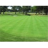 1/4 Pound Seed: Creeping Bent Grass Lawn Seed - Used