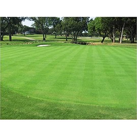 1/4 Pound Seed: Creeping Bent Grass Lawn Seed - Used on Golf Greens