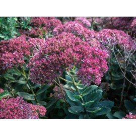 Autumn Joy Sedum in a 3.5" Pot-Beautiful Sturdy Perennial!!! (5)