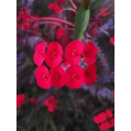 Cactus Crown of Thorns Euphoria Milii Des Moul 1 Cutting, buy 2 get 1 free cuttings