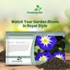 Outsidepride Ensign Royal Morning Glory Seeds - 1000 Pcs. Annual,