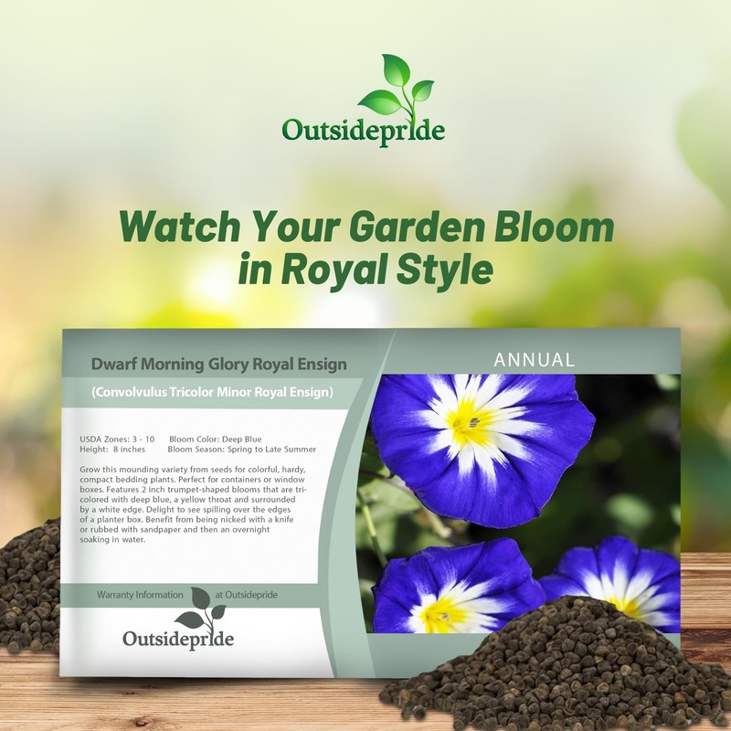 Outsidepride Ensign Royal Morning Glory Seeds - 1000 Pcs. Annual,