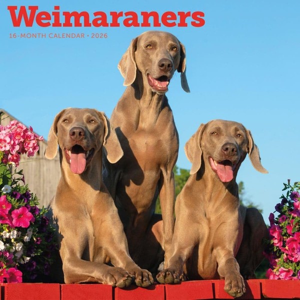 Carousel Calendars, Weimaraners 2026 Wall Calendar, 12'' X 12'', 16-Month
