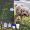 KFZDCG Dog Urine Sample Catcher, Dog Cat Urine Collector with