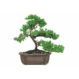 Tree Japanese Dwarf Juniper Bonsai Tree   GREAT GIFT !