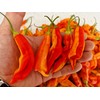 Sugar Rush Peach Stripey Chilli Seeds - Sugar Rush Peach