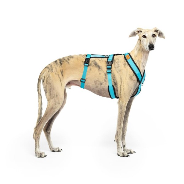3 Point Harness Anti Pull Ideal for Libreles: Italian Greyhound,
