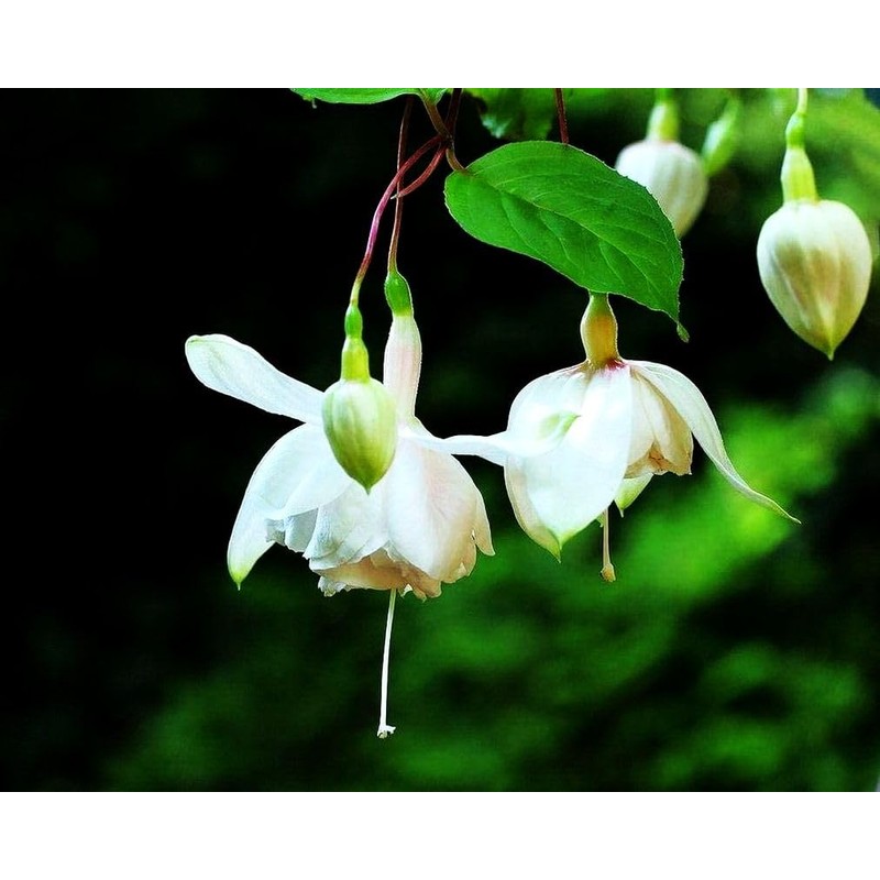 Mixed Fuchsia Flower Seeds Perennial Home Bonsai 100 Pcs Seeds