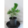 Tree Japanese Black Pine 'Mikawa' Trained Pre-Bonsai Tree - 1