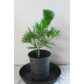 Tree Japanese Black Pine 'Mikawa' Trained Pre-Bonsai Tree - 1 Gallon Informal Upright