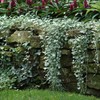 Eden Brothers Dichondra Seeds - Silver Falls