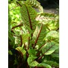 RAISE ME UP: Seeds Red-Veined Sorrel Bloody Dock Non GMO