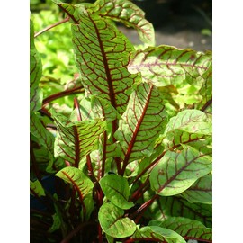 RAISE ME UP: Seeds Red-Veined Sorrel Bloody Dock Non GMO Heirloom