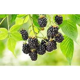 5 Ouachita BlackBerry Live Plants - Shipped Bareroot - Hand Picked Nursery