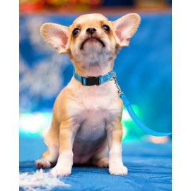 FunTags Reflective Dog Collar, Sturdy Nylon Collars for Puppy and Extra Small Girl and Boy Dogs, Adjustable Dog Collar with Quick Release Buckle,SkyBlue,5/8" Width