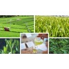 Yaome-cha Tendroku no Kiru (Amizuku Kiwami), 3.5 oz (100 g),