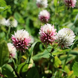 Outsidepride 10 lb. Biennial Alsike Clover Seed for Forage, Hay, Greenchop, & Grazing