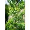 Hetzi Juniper - 10 Live Plants - Juniperus Chinensis -