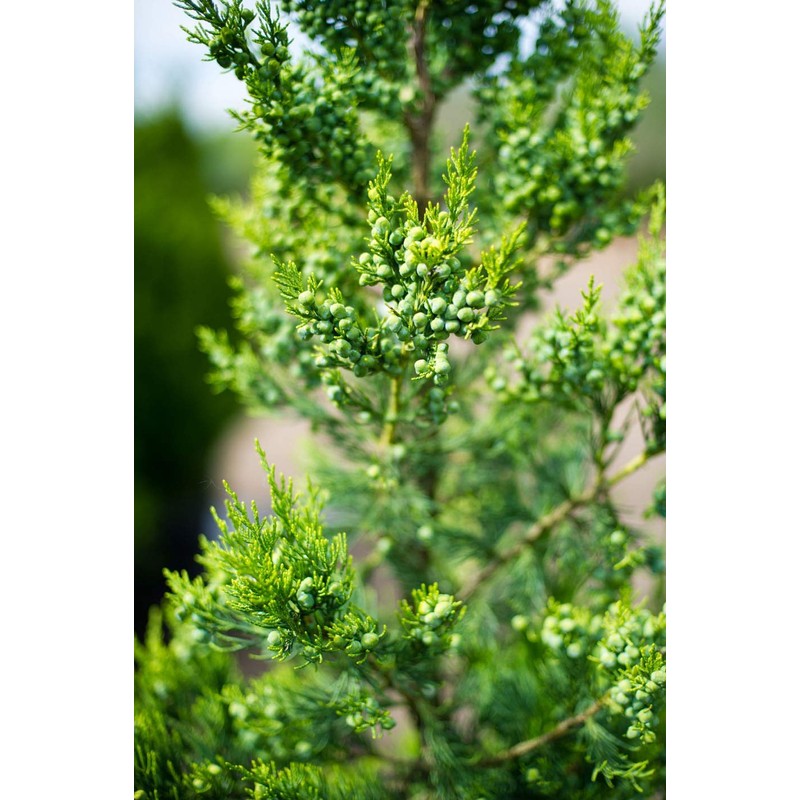 Hetzi Juniper - 10 Live Plants - Juniperus Chinensis -