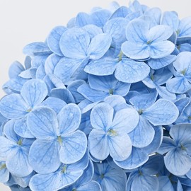 8 Pcs Blue Hydrangea Artificial Flowers, Latex Real Touch Hydrangea Flowers, 19.6'' Full Faux Hydrangea Flowers Fake Flowers for Home Decor Party Wedding Centerpiece Bouquet Floral Arrangements