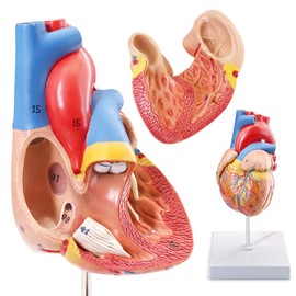 Human Heart Model Life Size Medical Heart Model for Anatomy, 2 Part Heart Models Anatomy