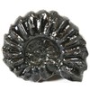 EISCO 4cm Mesozoic Ammonite Fossil Replica, Perisphinctes