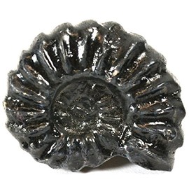 EISCO 4cm Mesozoic Ammonite Fossil Replica, Perisphinctes