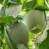 JQBay Cantaloupe Melon Seeds – 25 Seeds Non-GMO Heirloom Variety