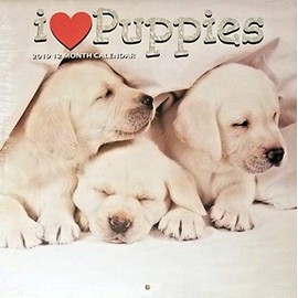 2019 Wall Calendar - Puppies -12 Month-12x24