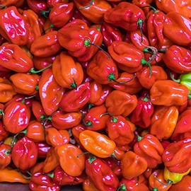 Pepper Seeds - Hot - Scotch Bonnet - Red - 500 Mg Packet ~60 Seeds - Capsicum chinense - Farm & Garden Vegetable Seeds - Non-GMO, Heirloom, Open Pollinated, Annual