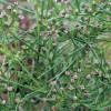 Fresh 200+/400+ COUNTS/ORGANIC CUMIN SEEDS/HERB/202 - 400+ Seeds, or 1.4 gr