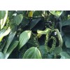 Buy Rare Seeds Piper nigrum | Black Pepper Corn |